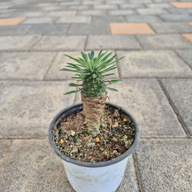 괴마옥 소 파인애플 선인장 데스크테리어 아프리카식물