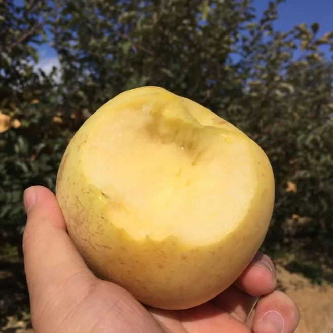 [생산자특가]최초진행 꿀농도 고함량 못난이 시나노골드사과, 1박스, 10kg