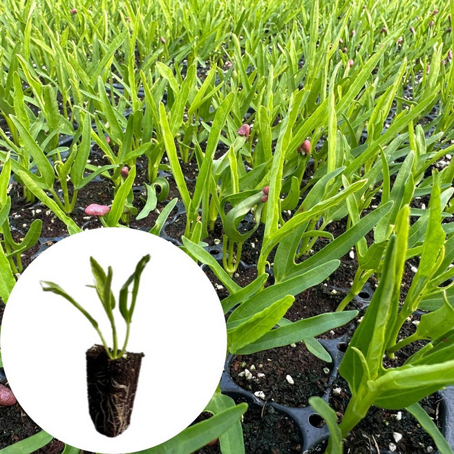 새마을총각 공심채모종 모닝글로리모종, 2개