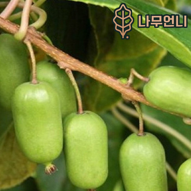 나무언니 왕다래 묘목 용성2호 4치장포트 자가수정 다래나무, 1개