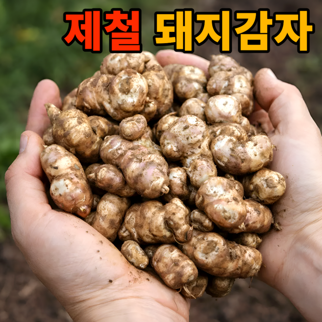[재구매1위농가] 국산 햇 생 돼지감자 뚱딴지, 1박스, 2kg