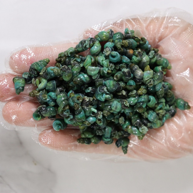 올갱이 깐 다슬기 손질 다슬기 1박스, 싱글셋트, 1개