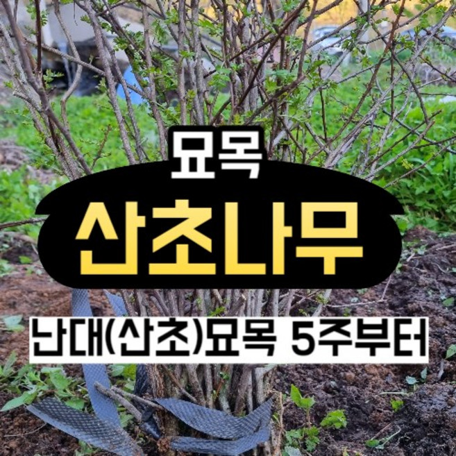 산초나무 난대 산초 묘목 2-5년산 5주, 산초나무 5개, 5개
