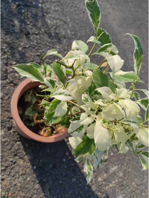 斑斕白九重葛三角梅盆栽, 1個, 白色