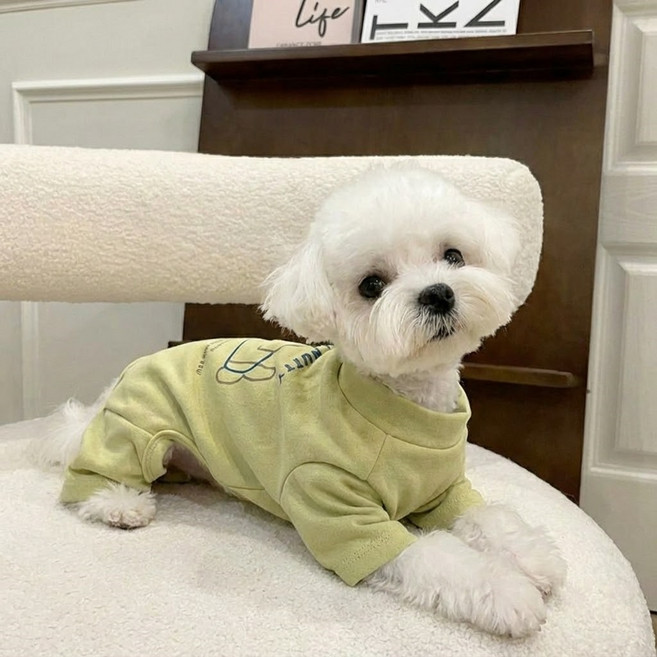 멜로우팡 솔티 너티 강아지 고양이 트레이닝 올인원, 1개, 올리브