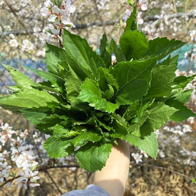 부지깽이 나물 생채 제철 쑥부쟁이 봄나물 취나물 / 4월10일이후 순차출고, 2kg, 1개