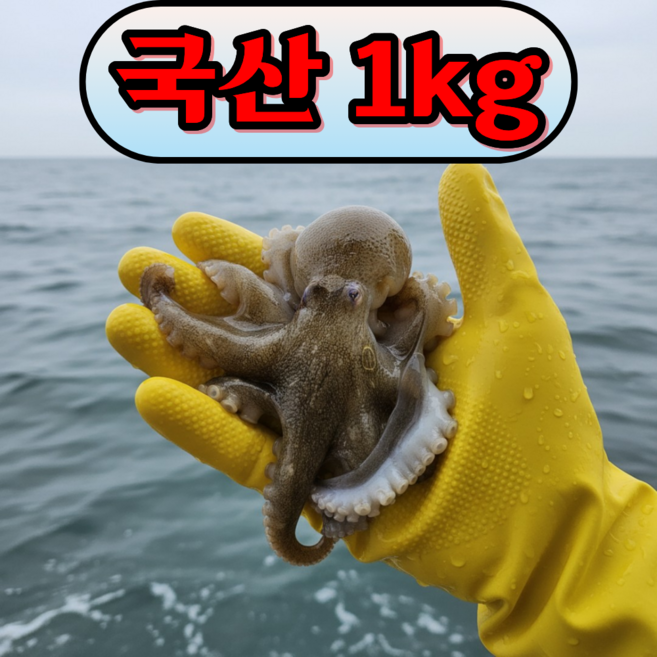 [국내산 당일조업] 제철 알배기 국산 생물 알쭈꾸미, 1개, 활 주꾸미 1kg
