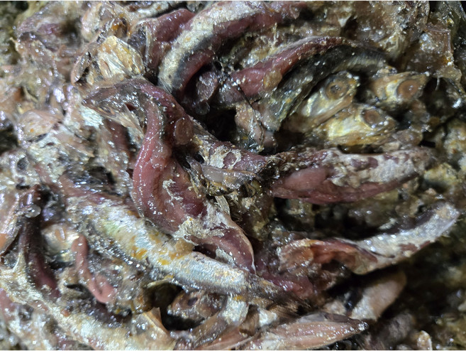 국내산 광천토굴에서 3년 숙성시켜 맛이 풍부한 멸치젓 2k ~ 5k, 2kg, 1개