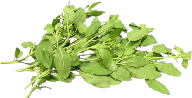 아시아바질 가파오 바질 태국채소 100g, 1개