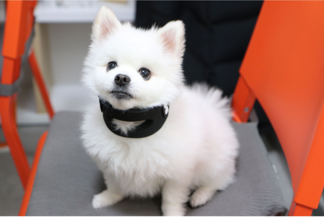 펫츠오앤피 강아지 목디스크 보호대 동물용의료기기, 1개, 검정