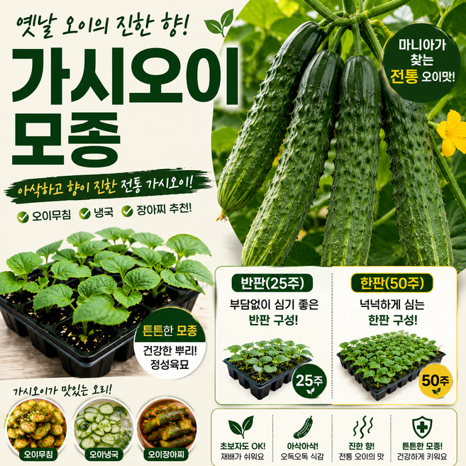 가시오이 모종 진한 향 전통 가시오이 냉국 장아찌 재배용, 25개