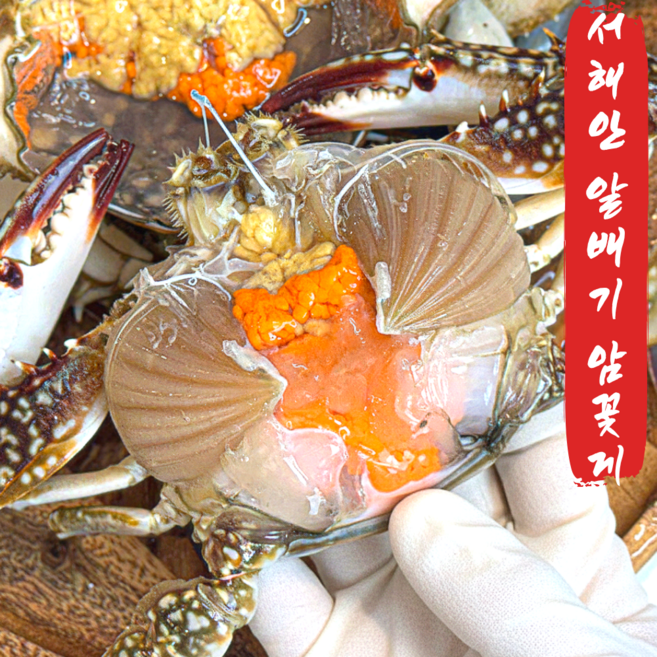[서해직송] 국내산 제철 생물 알배기 활꽃게 암꽃게 특대 3kg 알수율 80%내외, 1개, 1kg(3-5미내외)