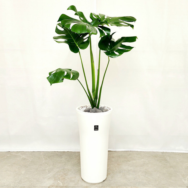 에코플라워 (당일배송) 몬스테리아 행운목 거실 실내 식물 화초 승진 사무실 이전 병원 개원 개업 축하 화분, 14.몬스테리아, 1개