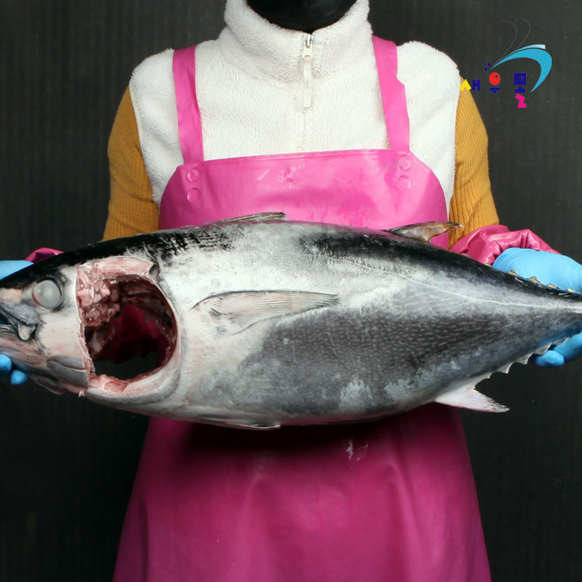 -60도 동해 횟감 참다랑어 1마리 생참치 손질 생물 원물 8kg에서 12kg, 1개, 5.9kg
