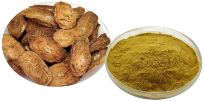 우엉 우방근 농축 추출물, 1개, 500g