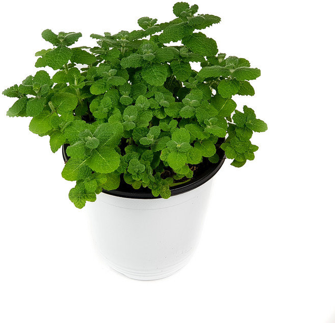 허브식물 애플민트 중품 허브 화분 키우기 스피아민트 페퍼민트 레몬밤 유칼립투스, 27_석화(중품), 1개