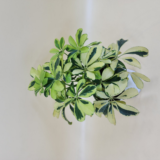 칼라홍콩야자 무늬홍콩야자 중품 쉐프렐라 실내공기정화식물 플랜테리어 대성식물, 1개