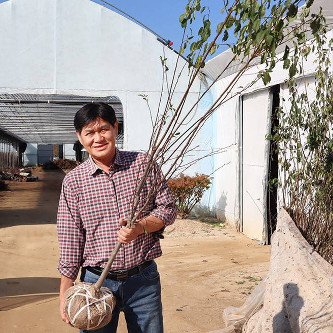 자두나무 묘목 결실주 3-5년생 호무샤 로얄대석 왕자두 바이오체리 추휘, 1개, 왕자두 4년생