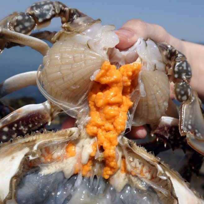 국내산 당일조업 서해안 활 암꽃게, 1개, 1kg(4-6미/알배기100%)