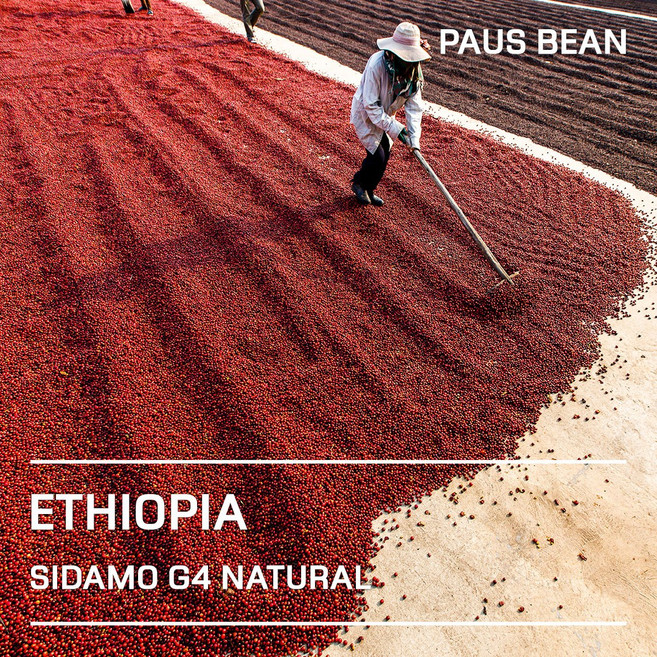 생두대빵 에티오피아 시다모 G4 내추럴 생두, 1개, 1kg