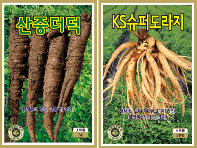 약용씨앗 2종 더덕씨앗+슈퍼 도라지씨앗 국내채종 종자, 1개