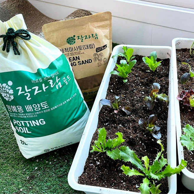 잘자람 상추 대파 키우기 베란다 텃밭 풀세트 흙+마사토+모종/씨앗 대형 화분 저면관수 화분 창빛농원, 화분 1개+잘자람골드+흙+마사토+청치마상추씨앗