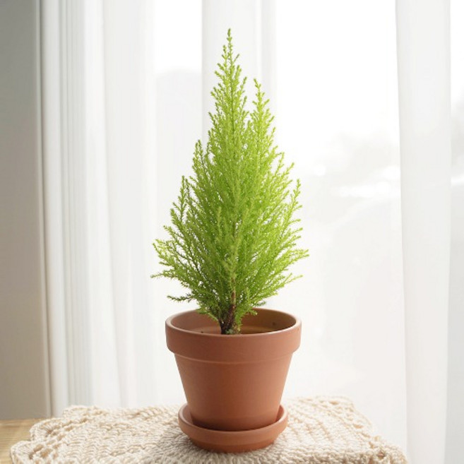 갑조네 율마(소품) 인테리어화분 실내공기정화식물 키우기 쉬운 반려식물 허브, 1개, 단일