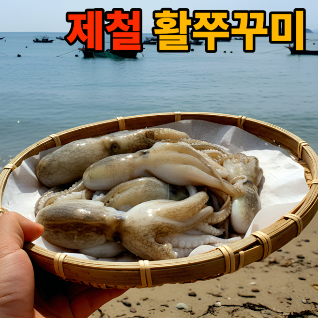 [한정기획특가] 제철 활 알쭈꾸미 생물, 1박스, 1kg