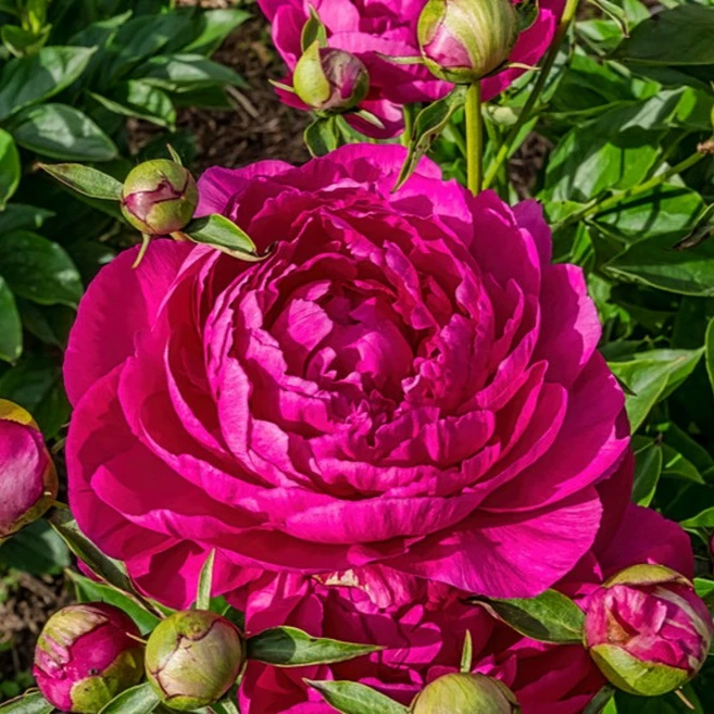 [오늘의정원] 중국작약 다푸구이 숙근1개 노지월동 다년생, 1개 - 쿠팡