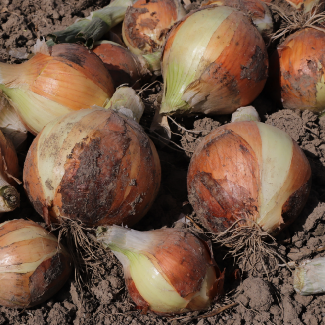 경상북도 의성 저장 양파 만생종, 1박스, 10KG (특-특대)