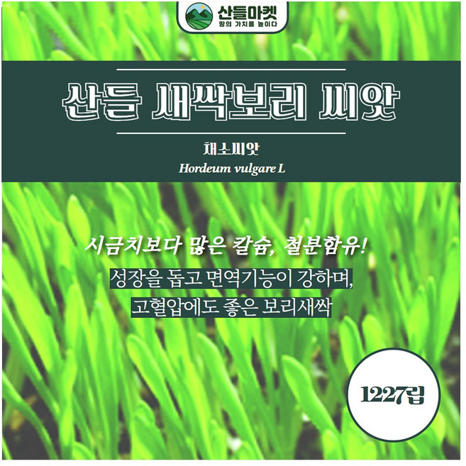 산들마켓 새싹보리 씨앗 1227립 시금치보다 많은 칼슘 철분함유 채소씨 종자, 4개