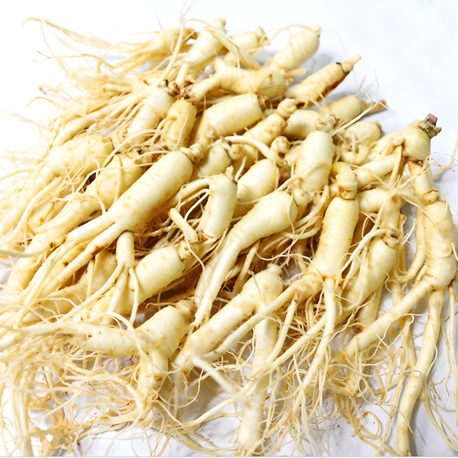금산 후금이네 가정용 햇 수삼 세척인삼, 300g, 1개, 12뿌리-19뿌리(난발)