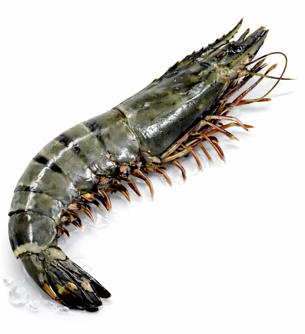 급속냉동 블랙타이거 새우 말레이시아 직수입 캠핑 홈파티, 2박스, 500g (12미)