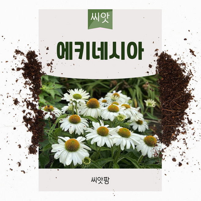 에키네시아씨앗 20립 화이트 다년생 노지월동 야생화 꽃씨