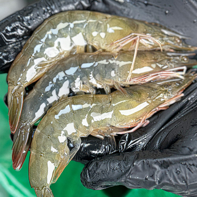 26년 국내산 활 흰다리 새우 생새우 500g 1kg, 1개, 국내산활흰다리새우500g(18-22미내외)