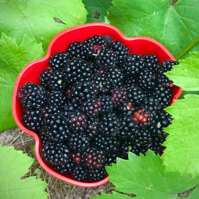 [25년햇복분자] 슈퍼복분자 블랙베리 생과급냉 고창산지직송 복분자, 1세트, 1kg(특품)