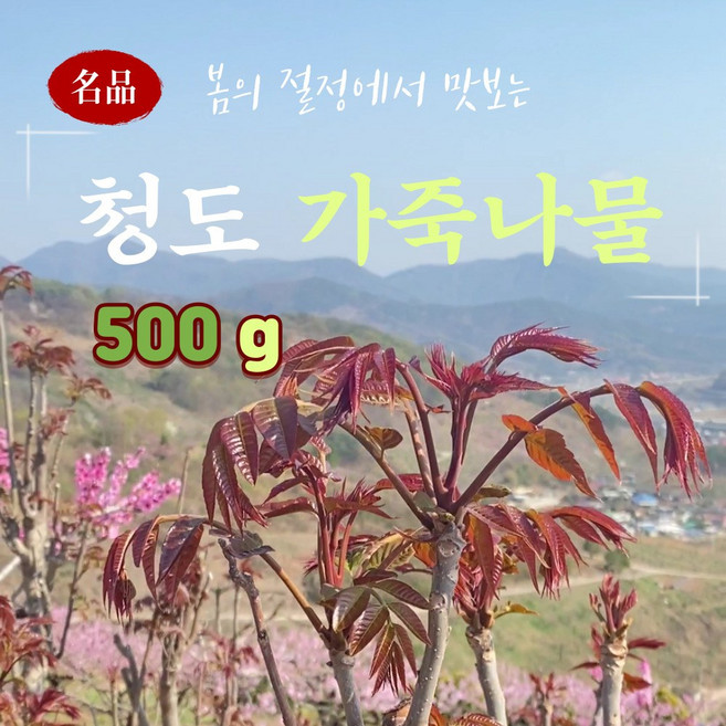 [특품] 2026년 햇순 가죽나무순, 1개, 500g