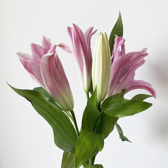 백합 한다발 생화 쉐라 핑크백합 꽃다발 꽃택배 플라워붐, 1개, 쉐라 핑크백합 한다발