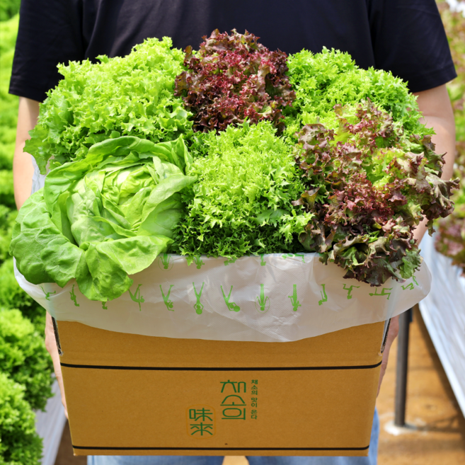 친환경 무농약 유러피안 샐러드 1kg [4~5종], 1박스