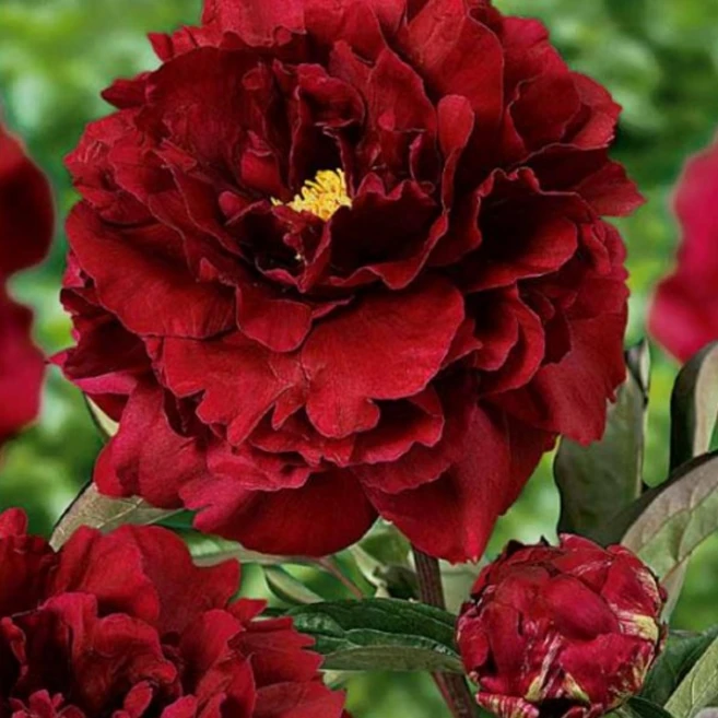 작약 개화주 볼오브뷰티 로마 가데니아 더치스 더 네무스 런던 레드매직 레이디안나 바츠첼라 사라버나드 셀렉트 알러티에 탑헷 핑크하와이안코랄 코랄참, 1개 - 쿠팡