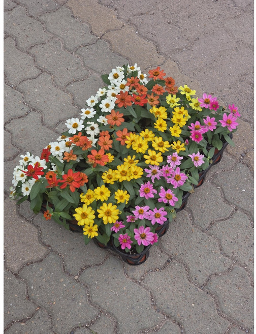 10개발송 도매상품 미니백일홍-자하라혼합 1년초 장기연속개화, 1개, 기본