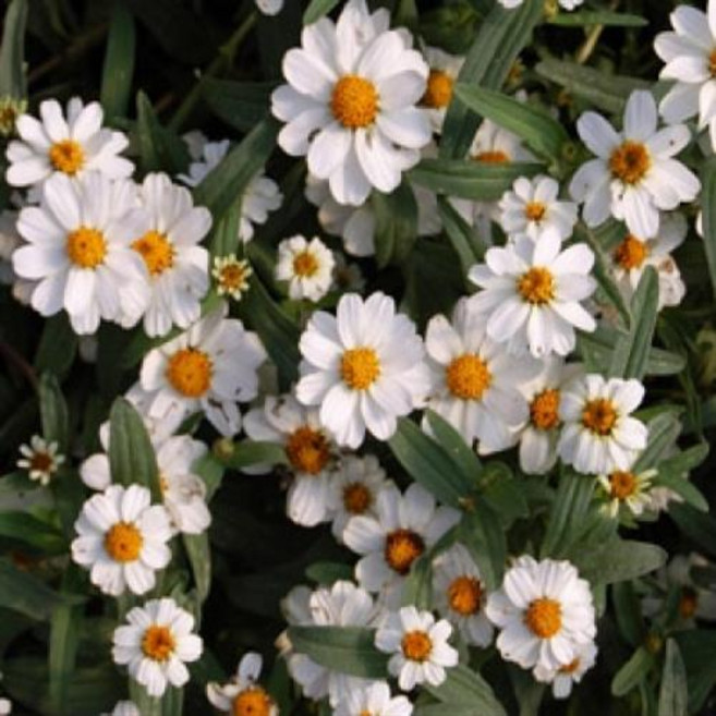 미니백일홍 리네아리스 화이트 씨앗 400립 대포장, 1개