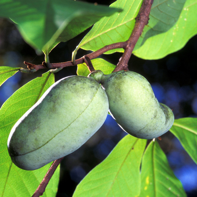 포포(뽀뽀나무) 60cm상 포트 실생 2년생 묘목 유실수 정원수 노지월동 (목하원예조경), 1개, 단일