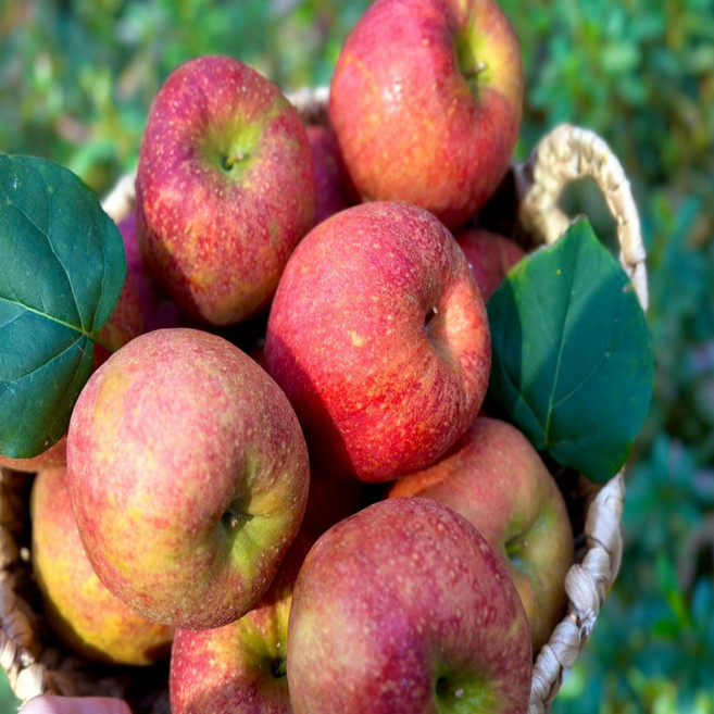 행복농산 고당도 부사사과 13브릭스, 1개, 가정용사과3kg(소과17-19수)