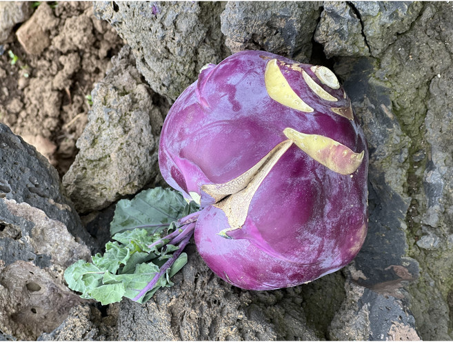 국내산 청정제주 아삭 제철 콜리브리 콜라비 못난이, 1박스, 10kg