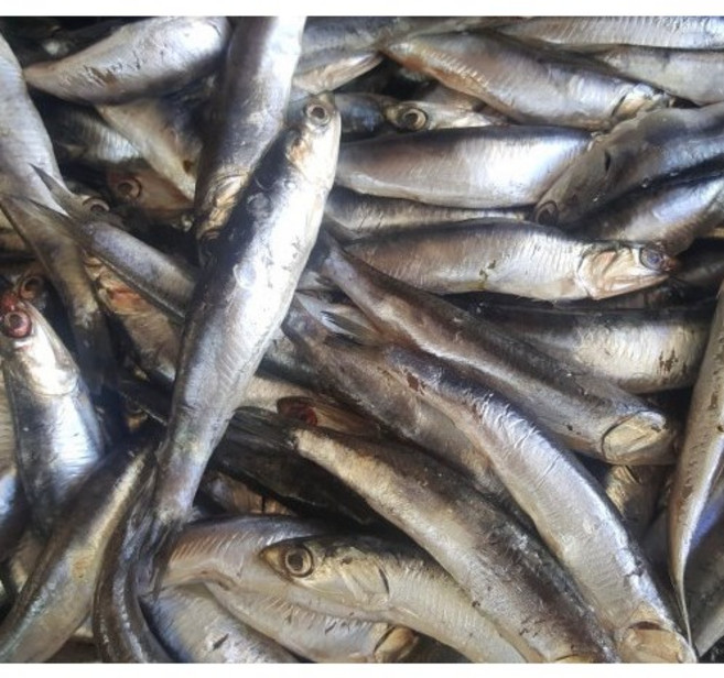 기장멸치 멸치젓갈 생멸치 소금간 봄멸치 알배기 15kg 26년 올해봄, 1개