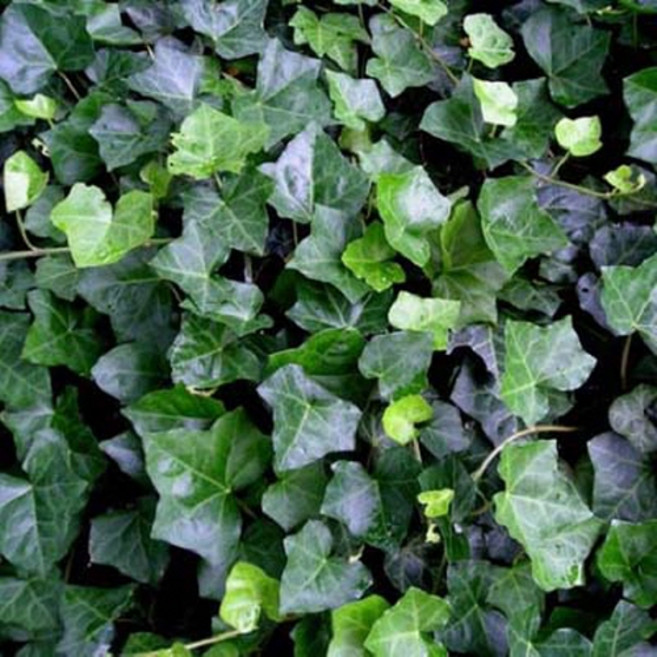 순희농장 아이비 포트묘 야생화 홈가드닝 20개