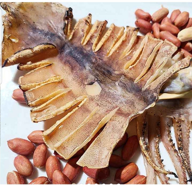 명품 동해 마른 오징어 5마리 10마리 20마리, 5마리(350g 내외), 1세트