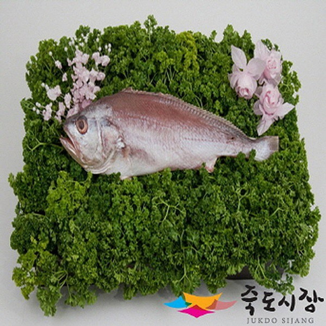 죽도시장 침조기(제수용)1미(35~40cm내외), 단품, 1개
