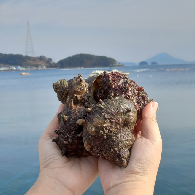 당일조업 국내산 뿔소라, 1박스, 1kg (5-10미 내외)